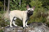 BOULEDOGUE FRANCAIS 759